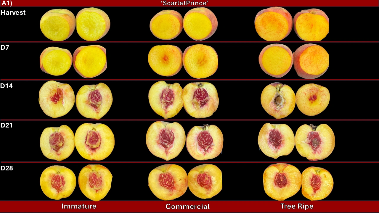 Scarletprince - Cold Storage