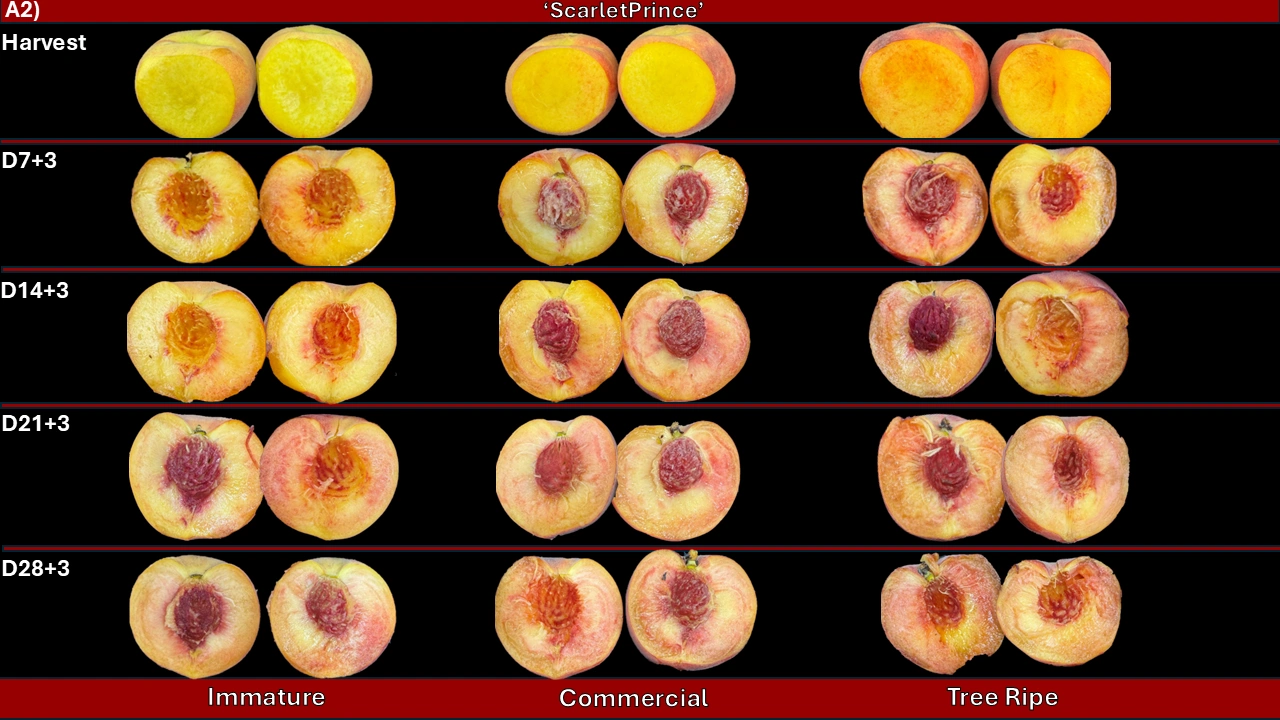 Scarletprince - Ambient