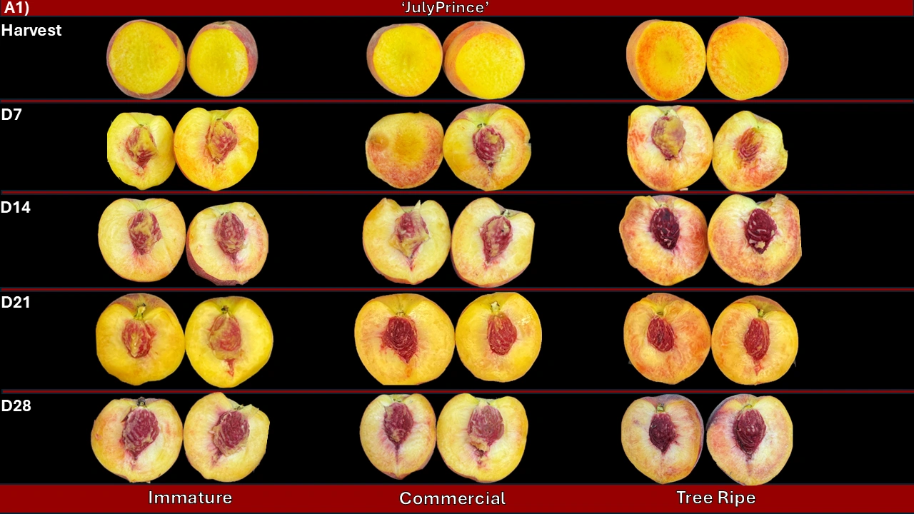 Julyprince - Cold Storage