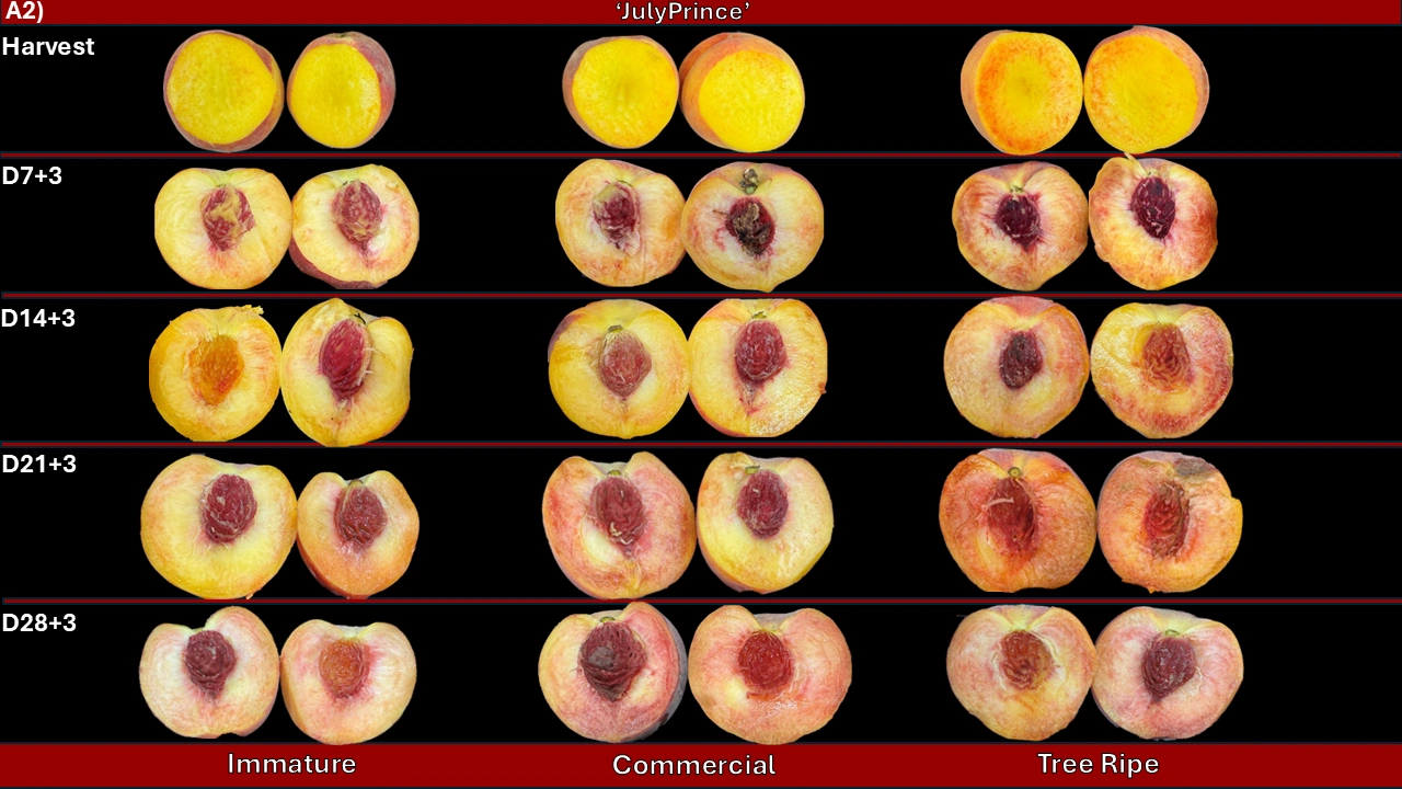 Julyprince - Ambient