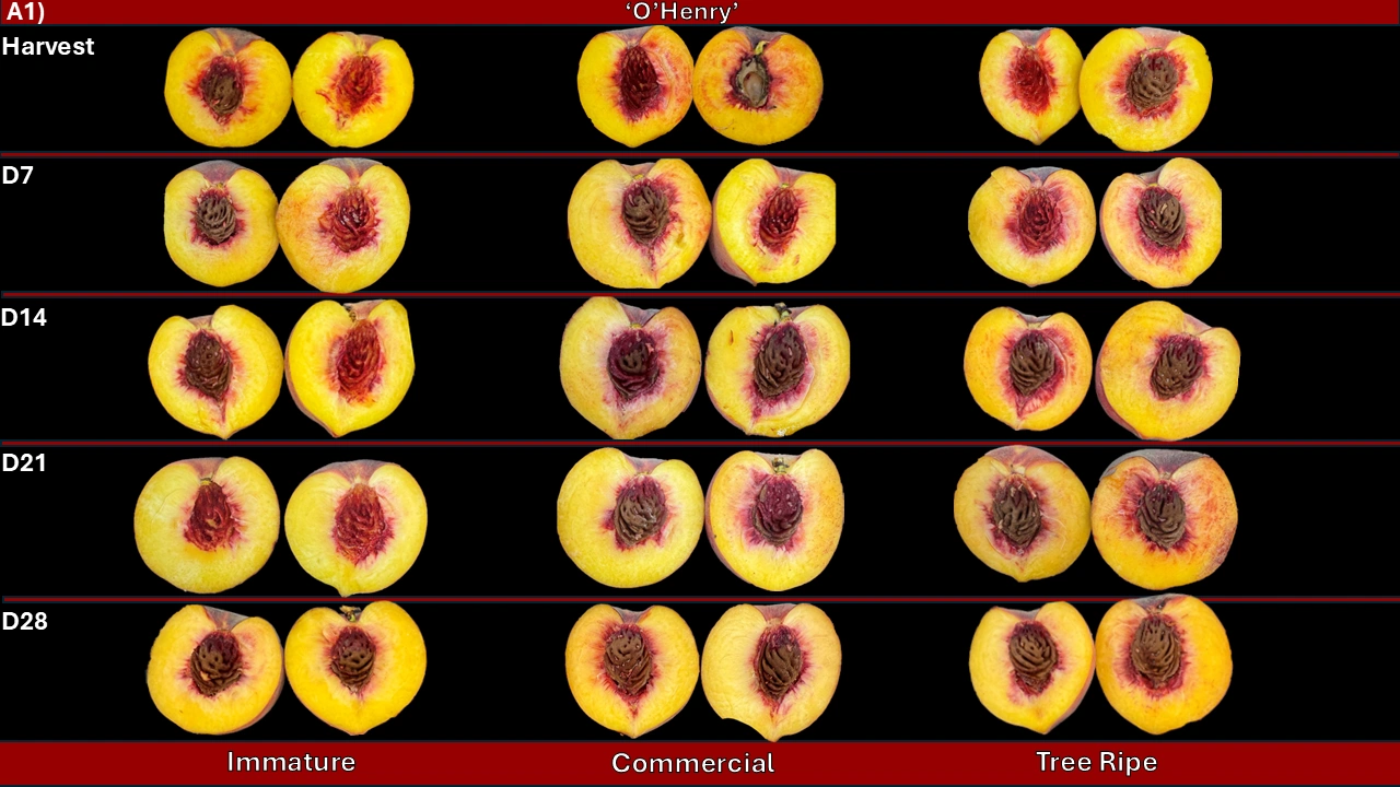 O'Henry - Cold Storage